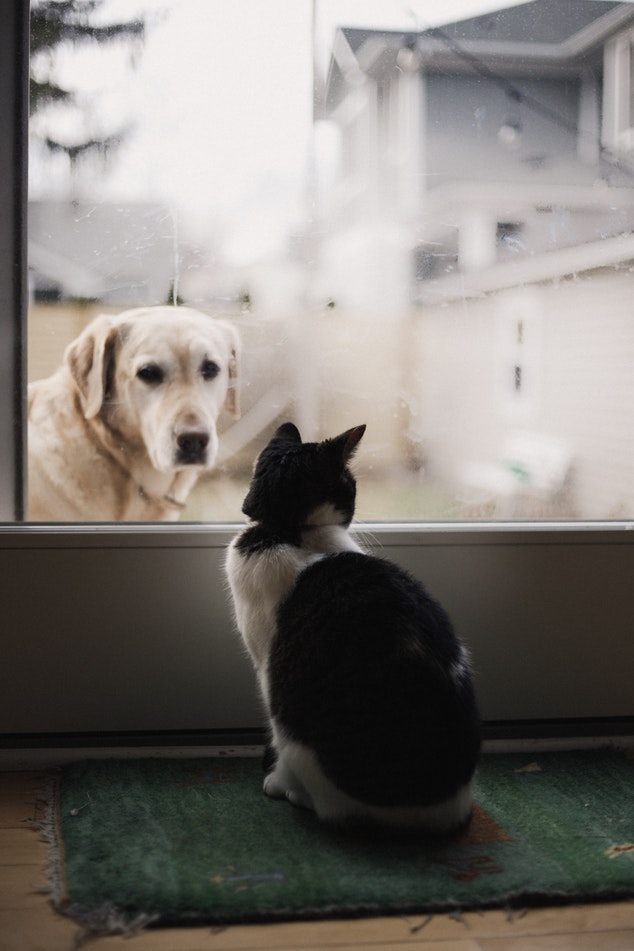 cane finestra gatto.jpg